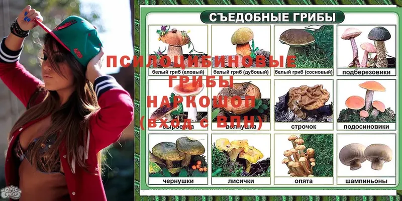 Галлюциногенные грибы Cubensis  Апшеронск 